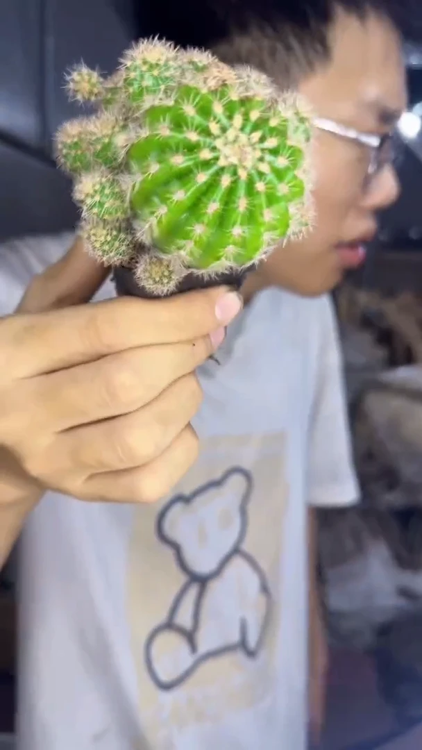 7颗 实生根 席克氏彩草 4-6cm