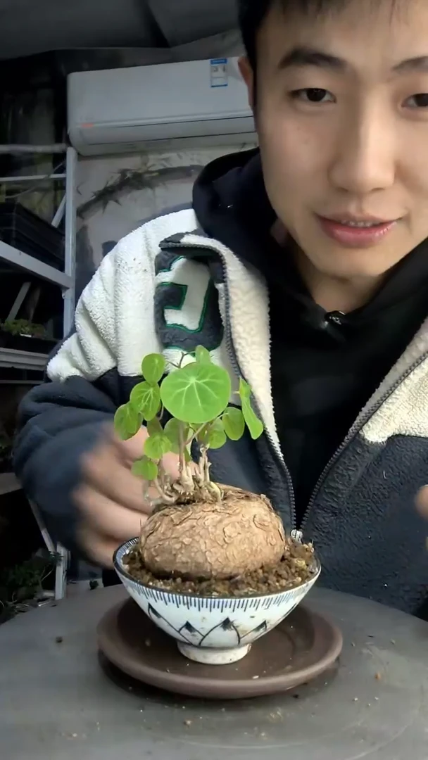 秋中青园艺一物一拍445