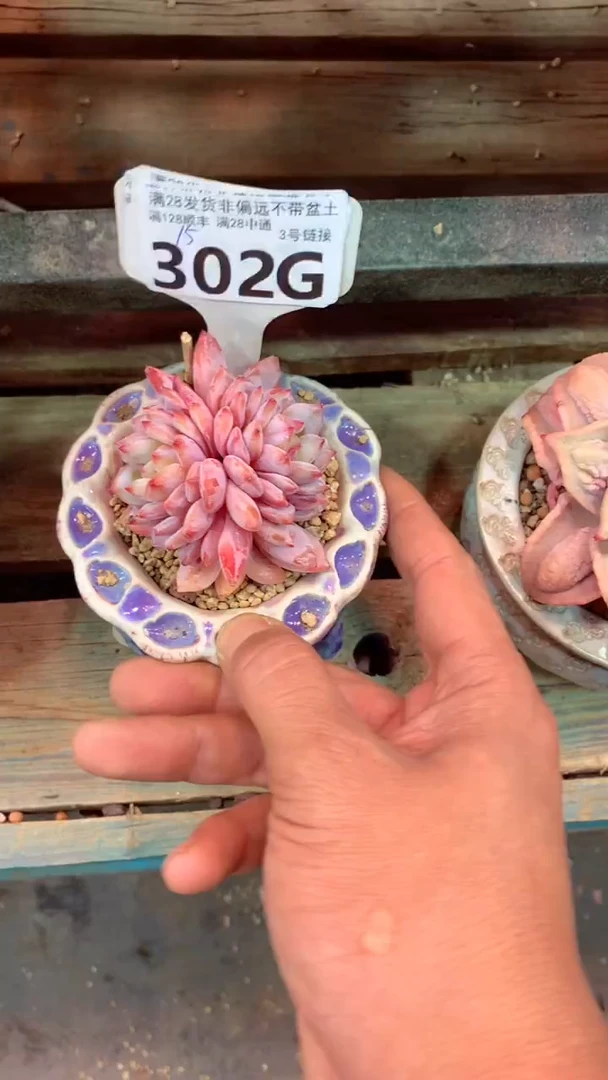 302G(一物一拍实付满28发货，默认不带盆土）