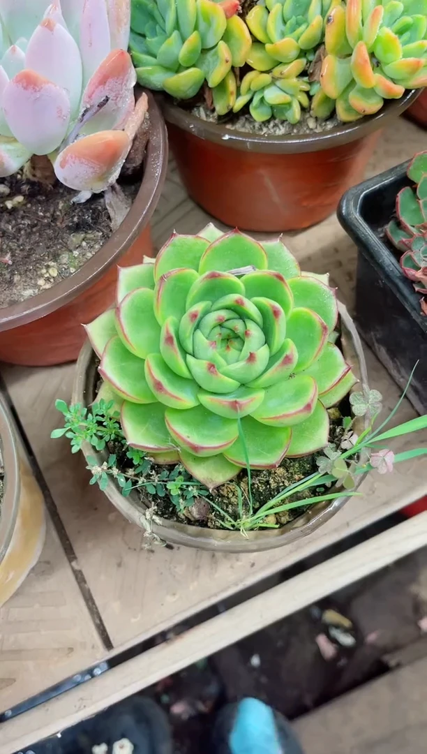 宋**…19023多肉植物一物一拍