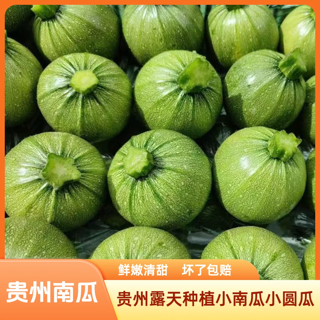 【菜地直发】贵州嫩南瓜新鲜现摘小南瓜圆形葫芦圆瓜小瓜小青瓜蔬菜
