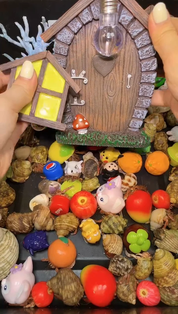 小鱼哦k寄居蟹17853