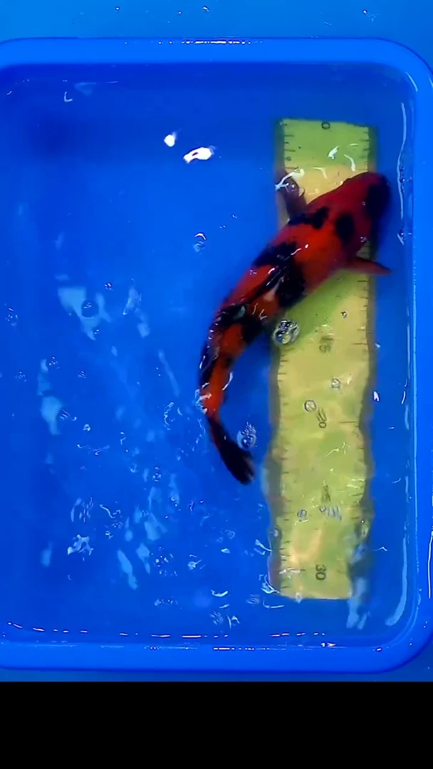 锦鲤12月22日锦鲤24