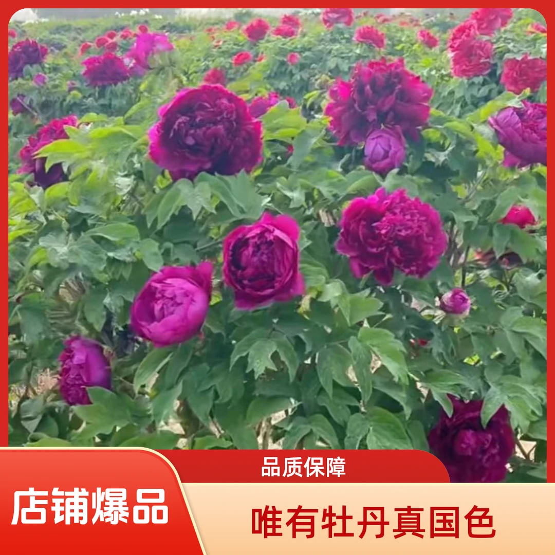 百园红霞独杆牡丹树盆栽地栽观赏花卉绿植