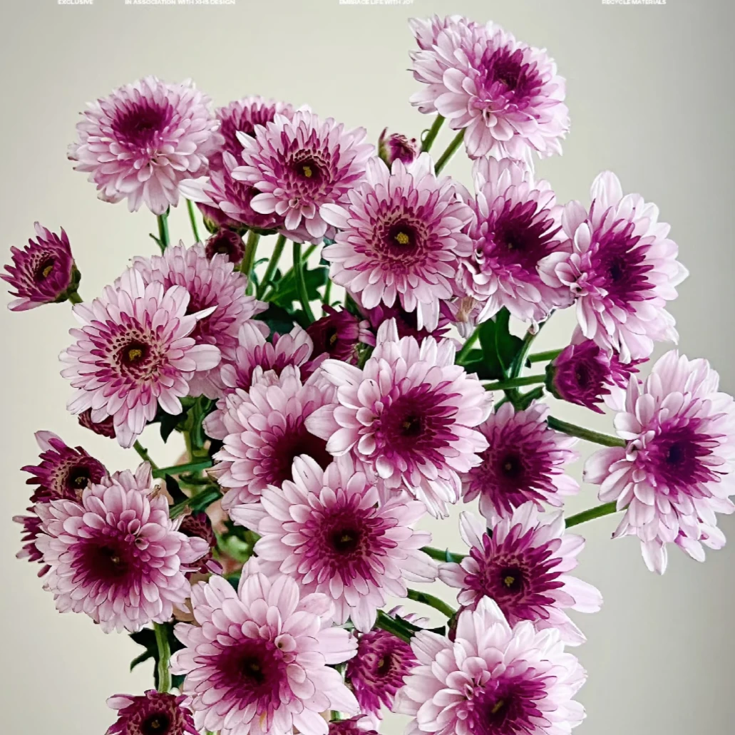 【全疆顺丰包邮】布鲁诺粉小雏菊 居家生活鲜花