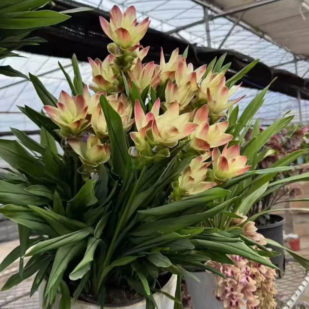 诚韵姜荷花盆栽（绿色）带花苞耐热鲜花植物客厅四季开花绿植花卉