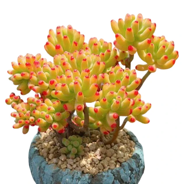 云南高山多肉(乙女心)脱土发货，多肉绿植，15包邮，多肉基地直发