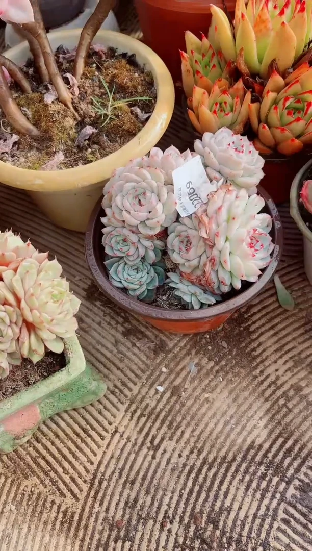 翡***?跃跃精品多肉22069