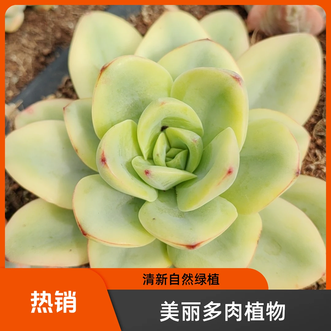 云南精品多肉雪碧锦淡雅高洁好度夏