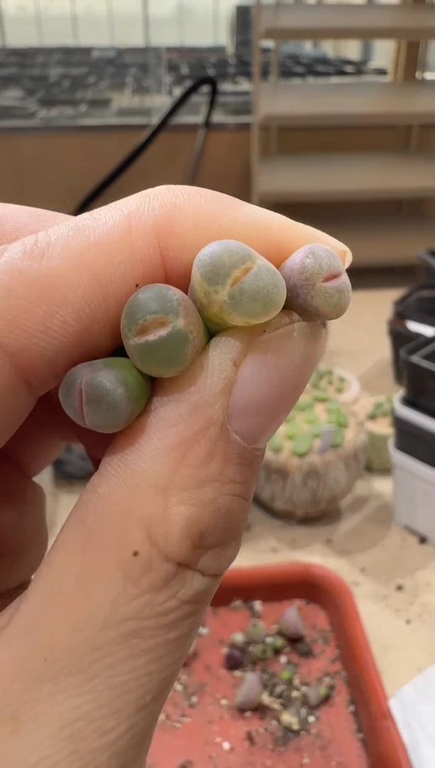 18-344多肉植物肉锥