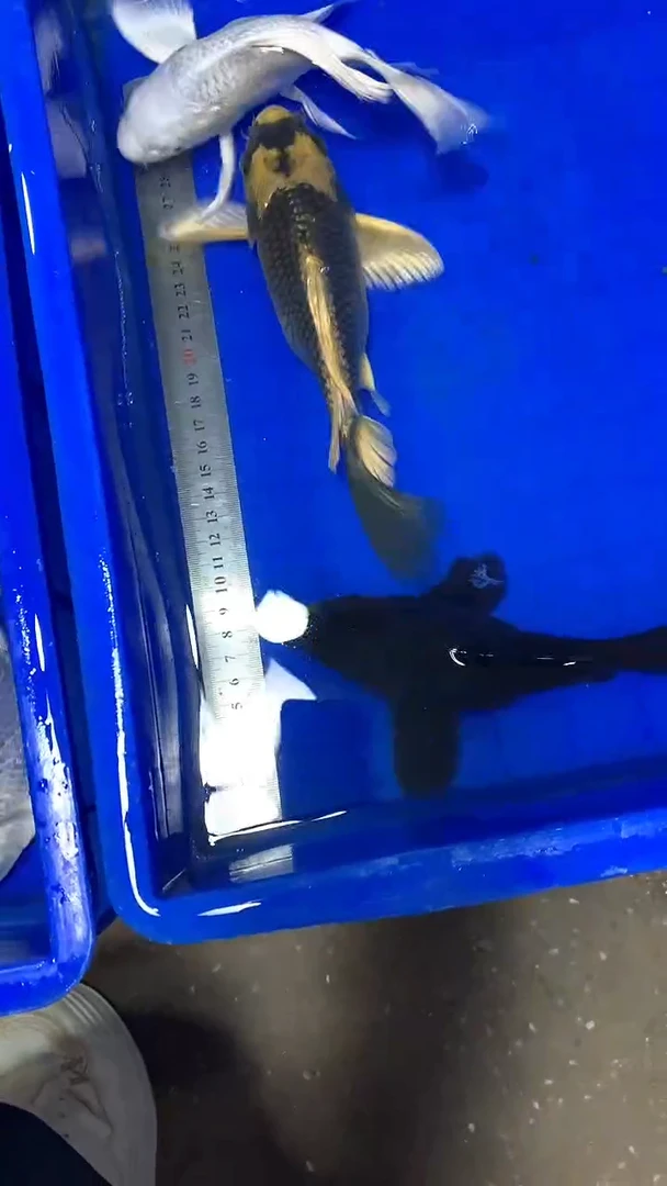 蝴蝶鲤鱼蝴蝶鲤直播选鱼专用链接