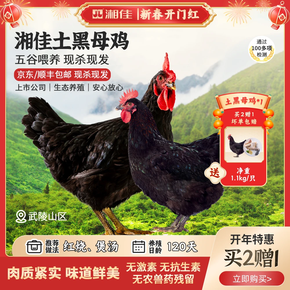 【到手3只】湘佳壮龄土黑母鸡山林散养新鲜营养现抓现杀