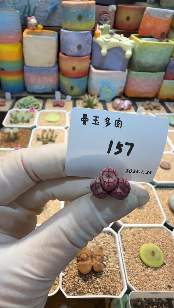 【闪购商品】25.1.25-157有歌长吟