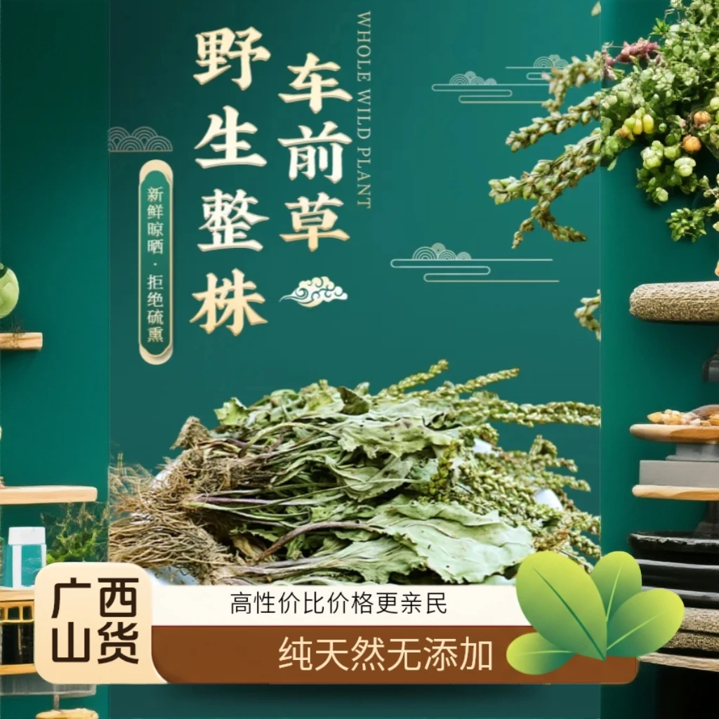 农家自采野生车前草新鲜/干货天然晾晒可煮水泡茶煲汤