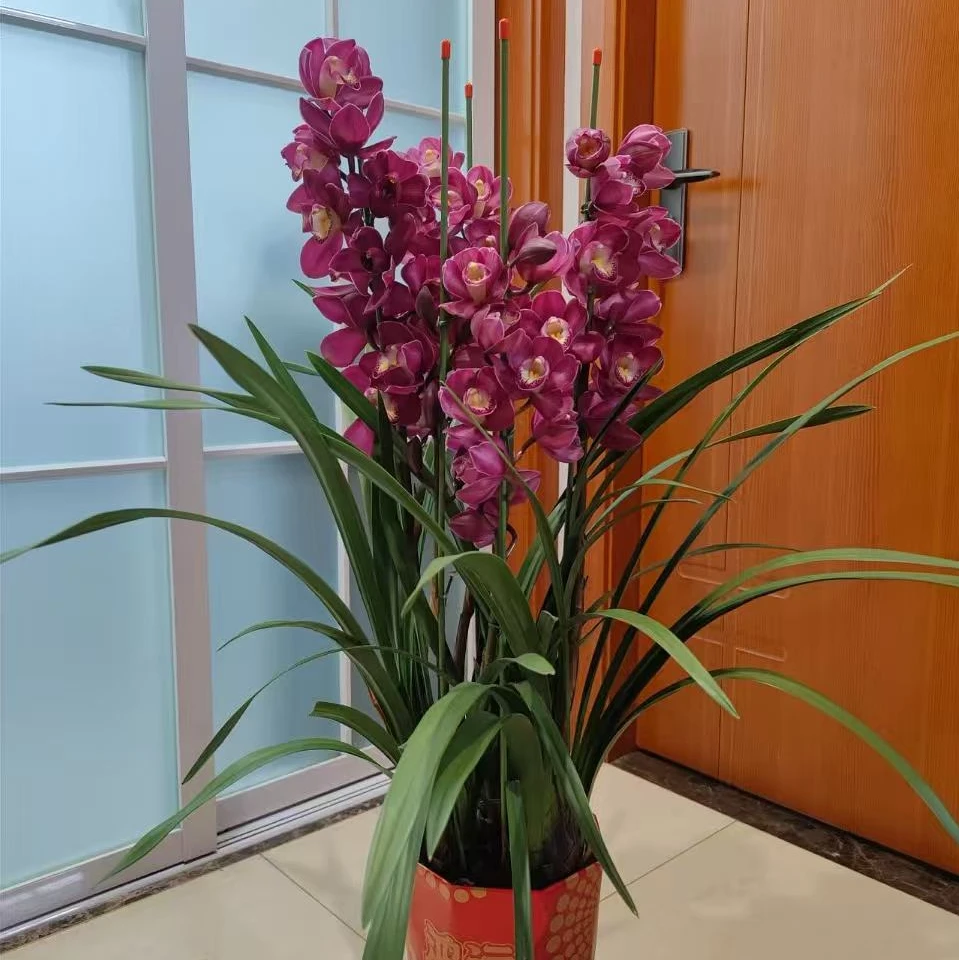 紫岚5支 高货落地款室内办公室客厅年宵花