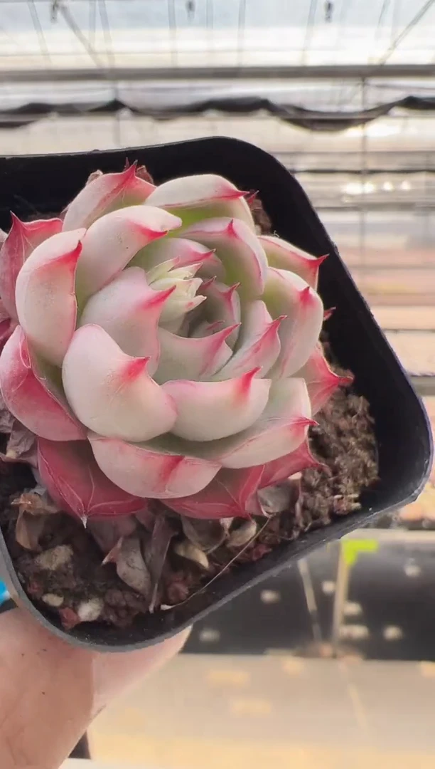 【闪购商品】新款多肉-156