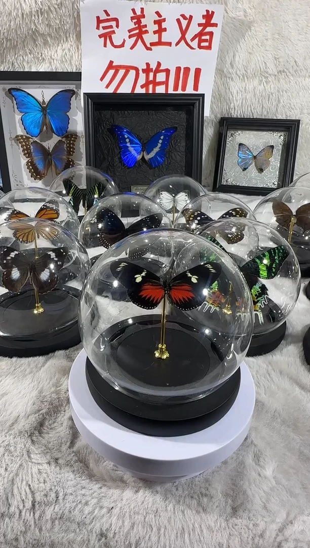 海神袖蝶红水晶球