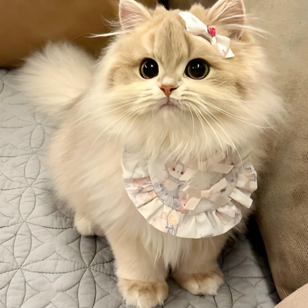 旺家招财猫猫咪活体全款成交链接