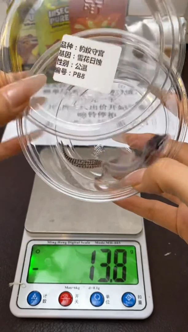 豹纹守宫鳞与尾 Scale Tail 爬宠PB8