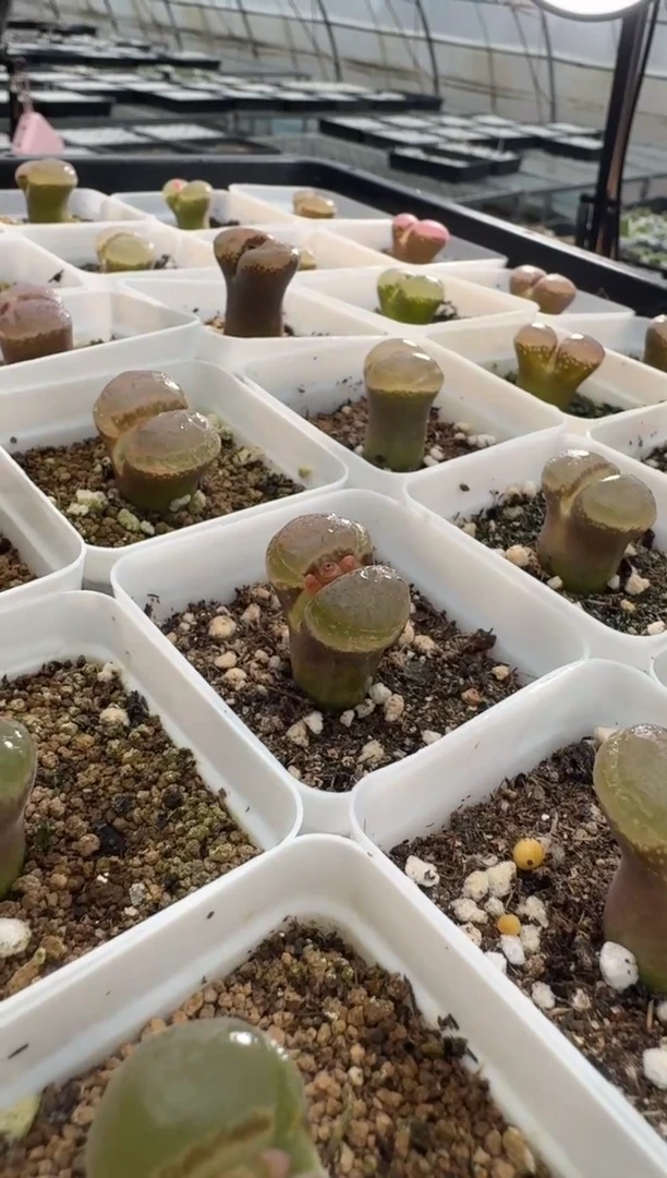 119多肉植物肉锥一颗