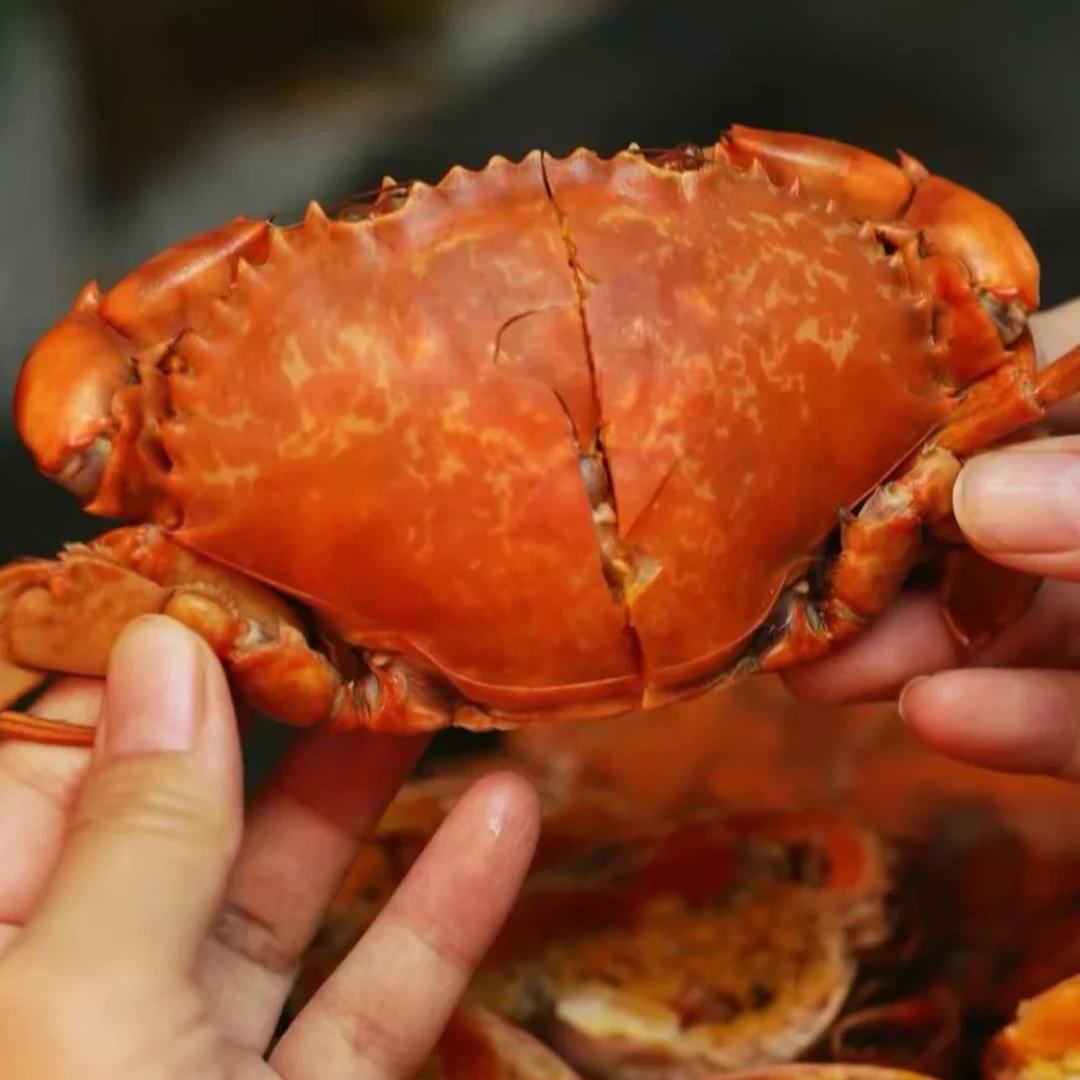 【买3只送2只】红膏蟹 螃蟹包活到家 包有黄包有膏2-3两/只 XF蟹同城配送