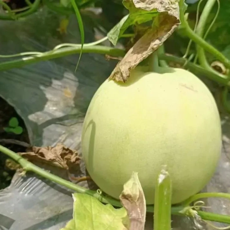 【白玉香瓜】新鲜现摘脆甜香