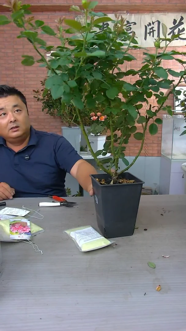 当前无花朵，栽培后可花朵曼塔