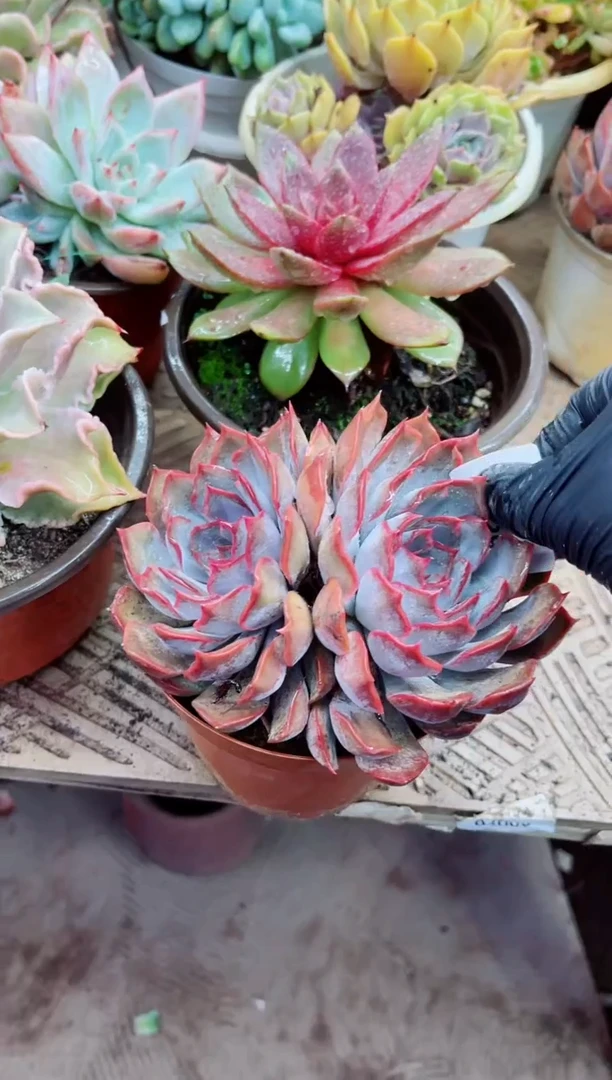 ?****?08029多肉植物一物一拍