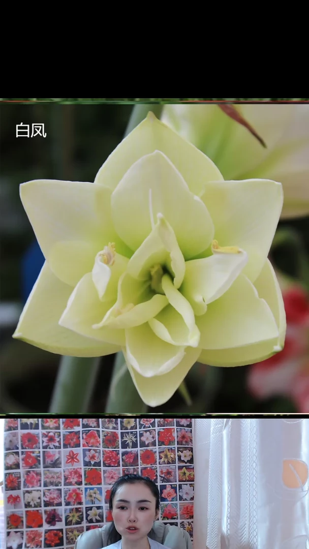 朱顶红白凤小球带土