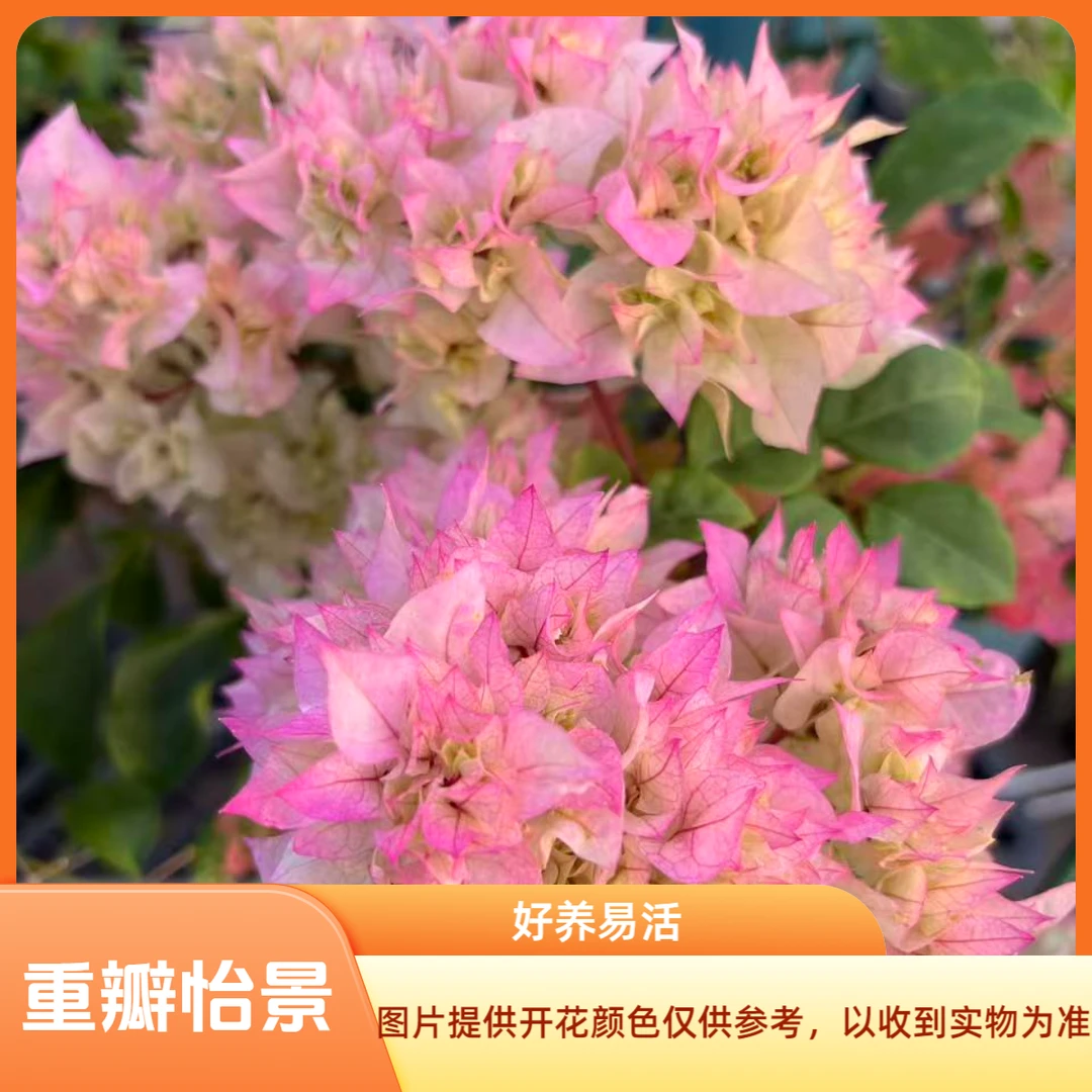 重瓣怡景 三角梅袋苗 阳台庭院地栽盆栽绿植花卉