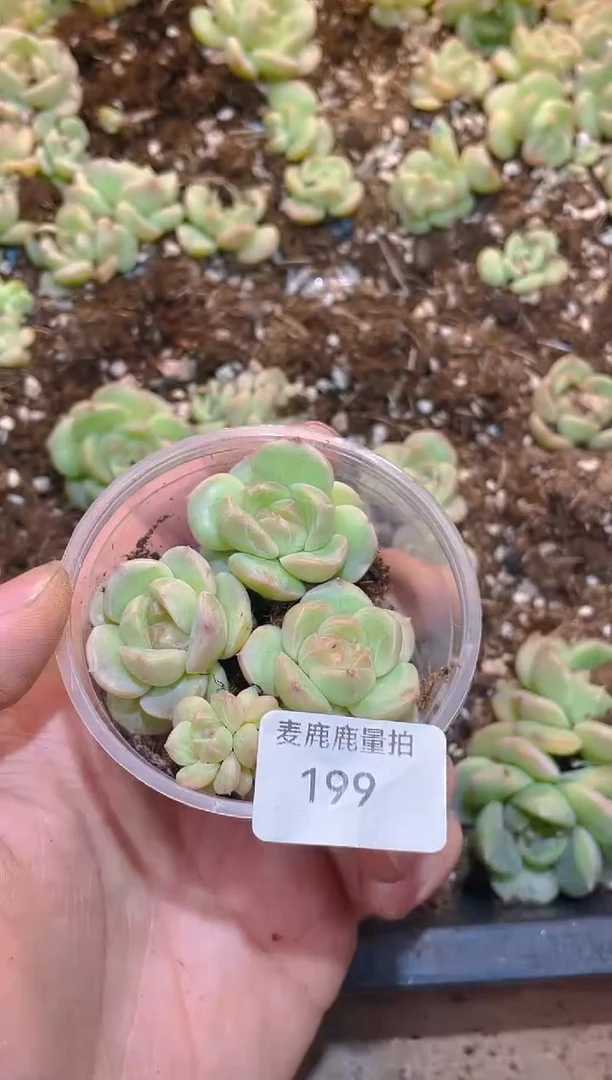 199天宫珍妮    量拍