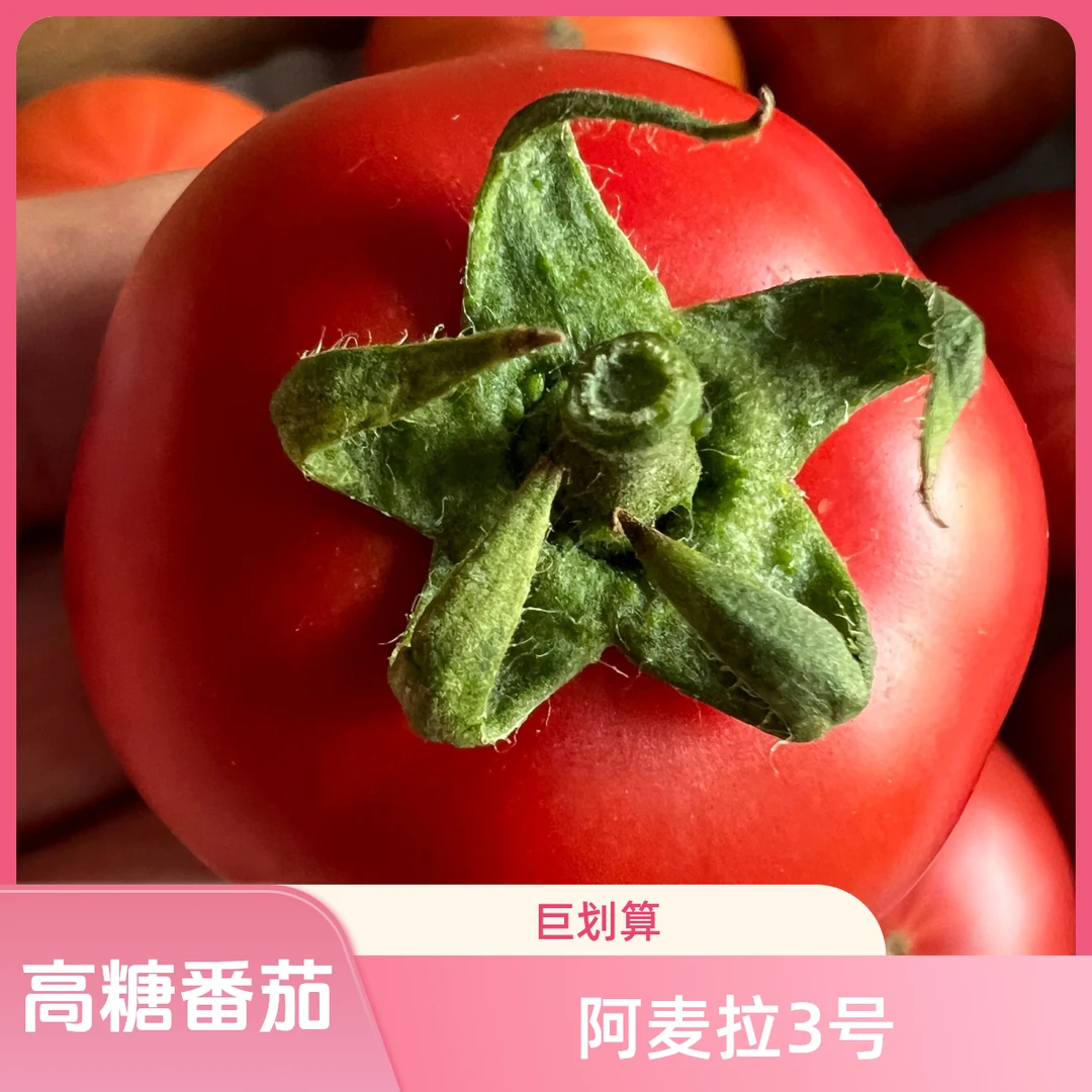阿麦拉3号高糖番茄老品种西红柿100克2分酸8分甜50粒
