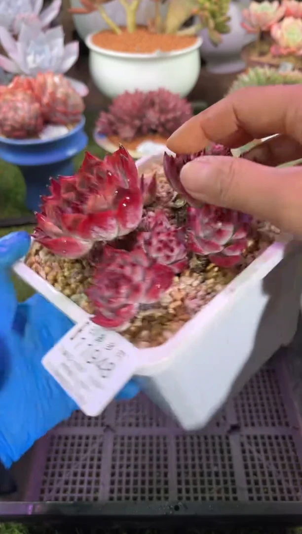 【闪购商品】11948