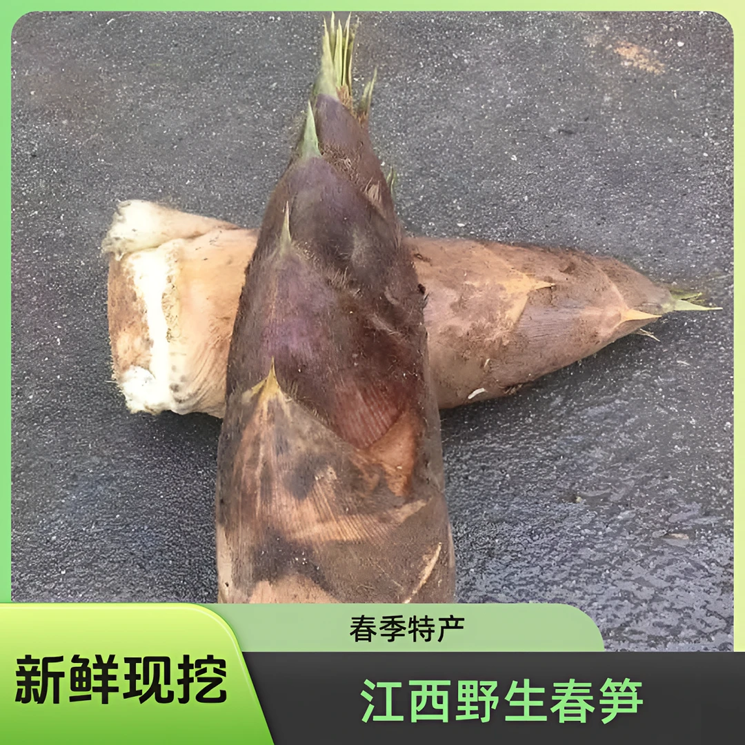 江西新鲜春笋原生态黄泥笋竹笋带壳蔬菜新鲜当季野生楠竹笋毛竹笋