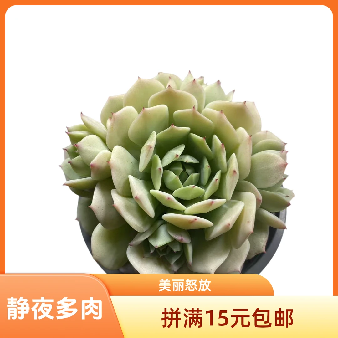 静夜多肉植物星花怒放阳台露台 办公室 绿植植物