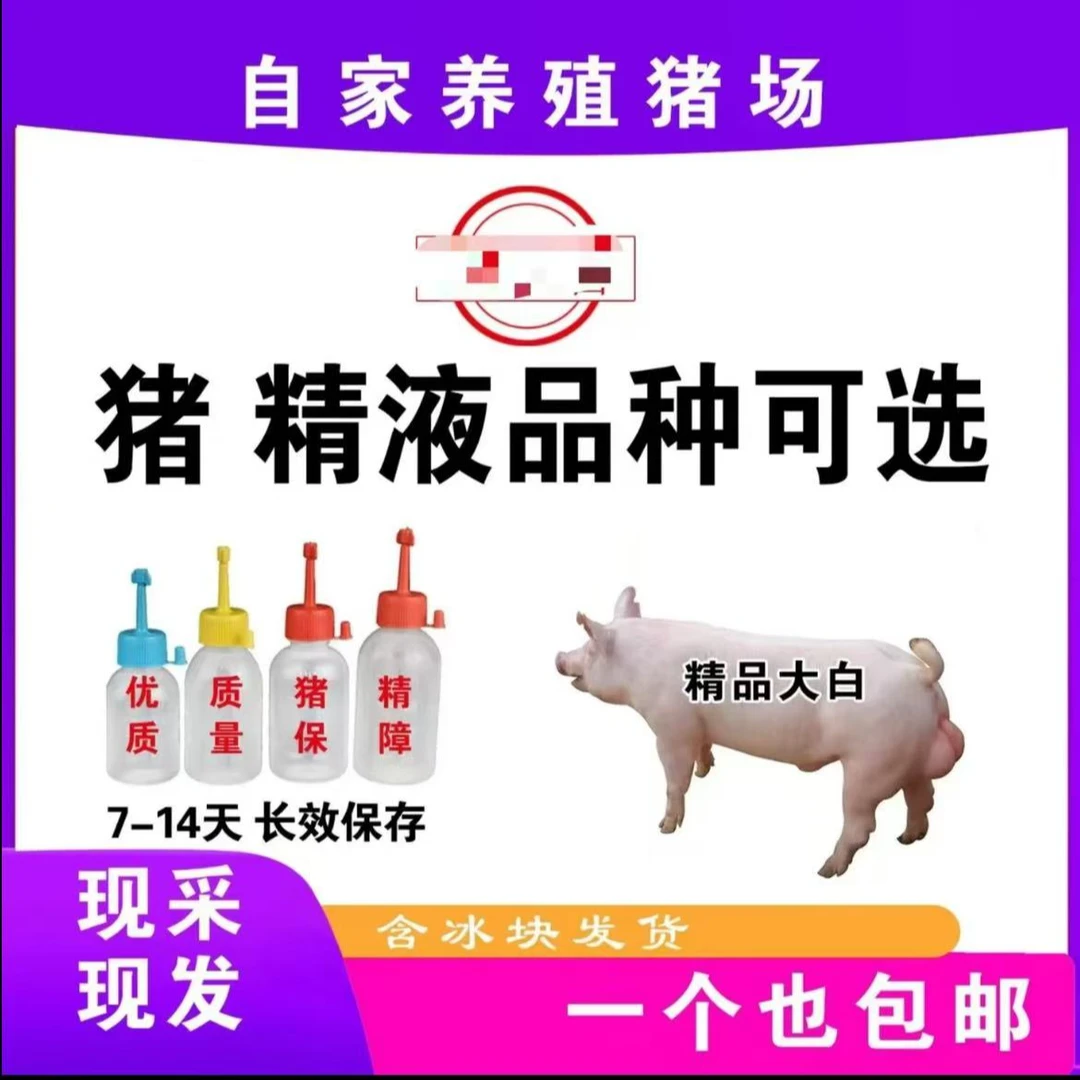 优质大白母猪猪精猪用耗材
