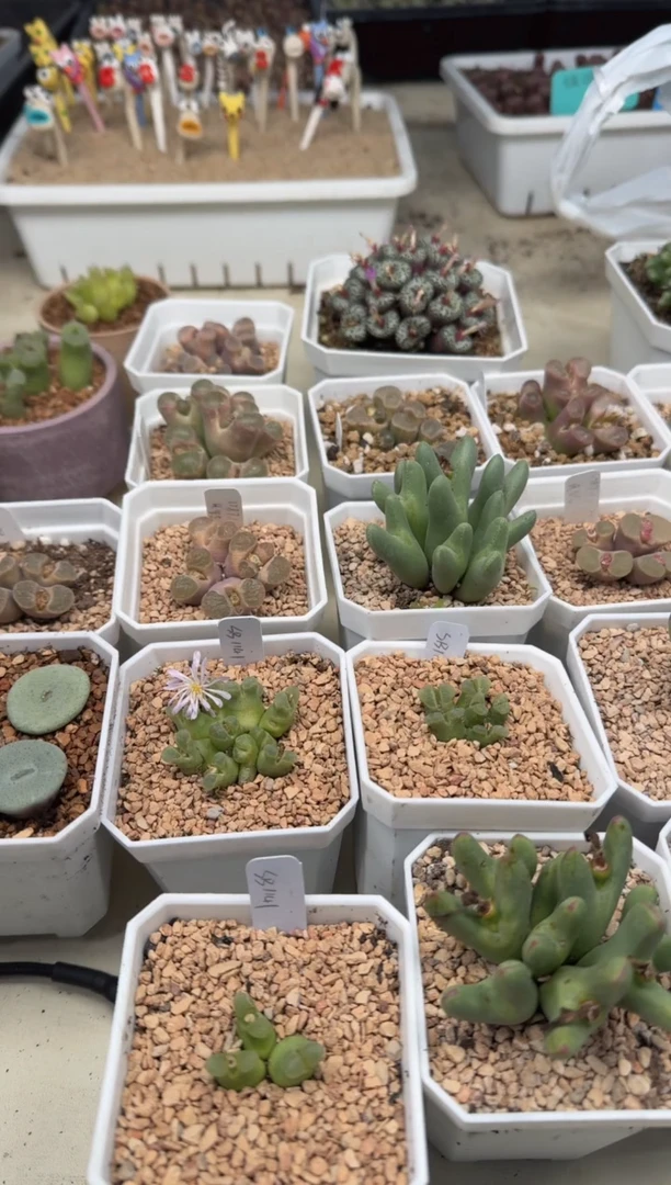 **207多肉植物肉锥