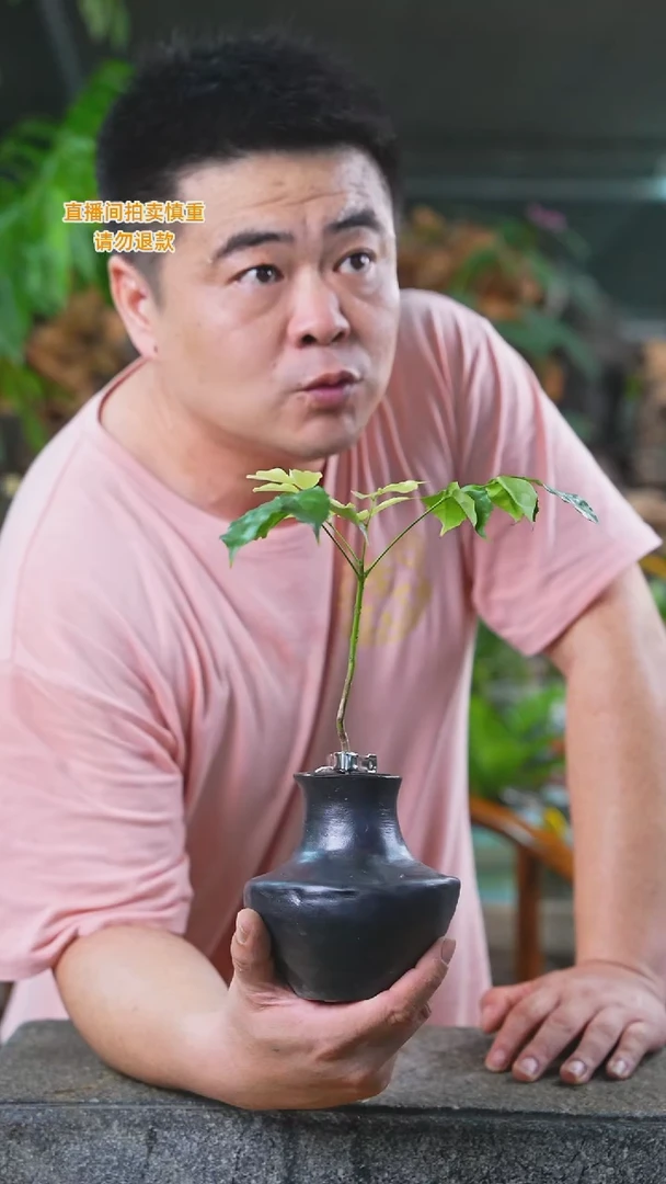 当前无花栽培后可以开花489幸福树T