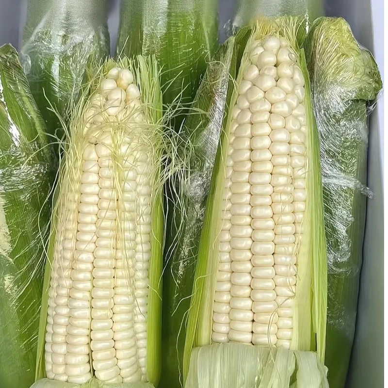 农村新鲜采摘白糯甜玉米