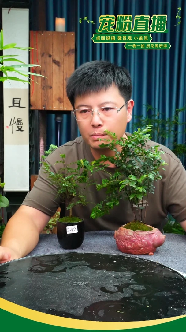 无花朵心*苔藓微景观342号
