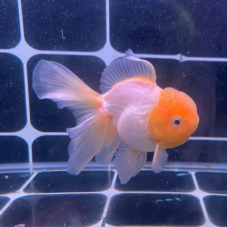 泰狮短尾鎏金元宝狮活体淡水直播选鱼′包邮包活到家包路损