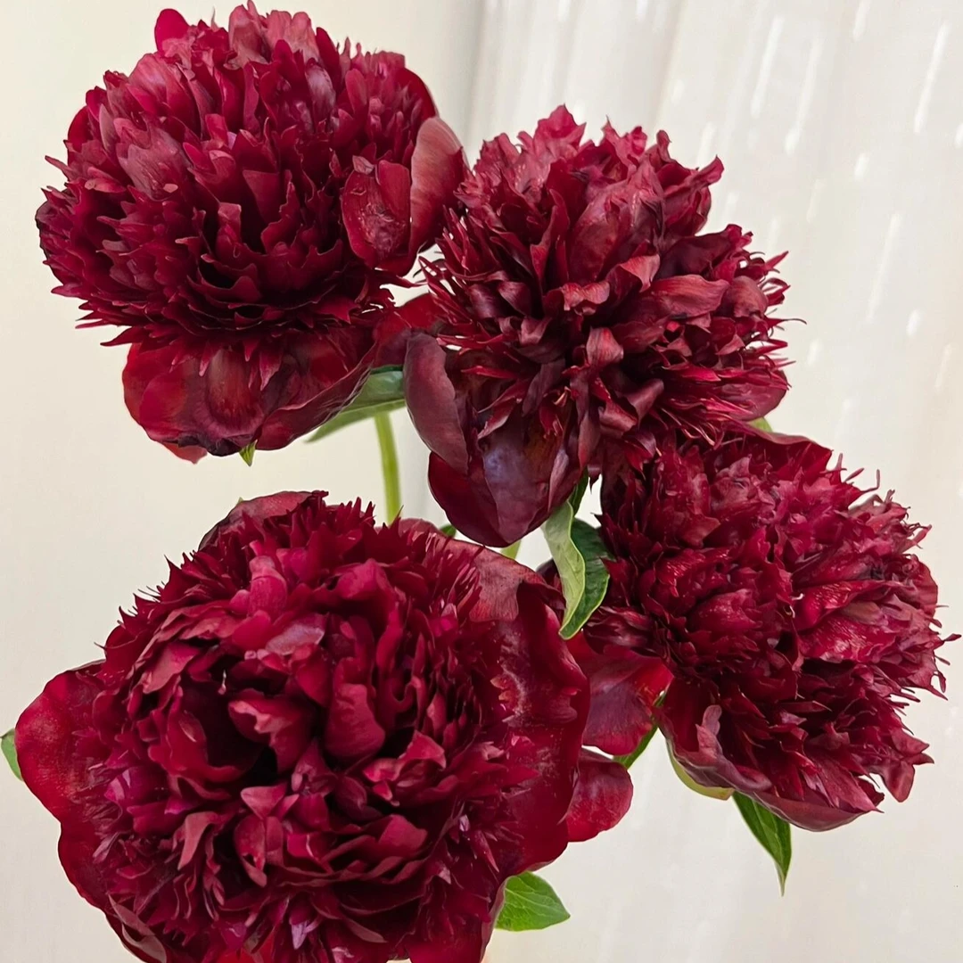 【现货-红色魅力】芍药鲜花鲜切花 山东菏泽基地直发