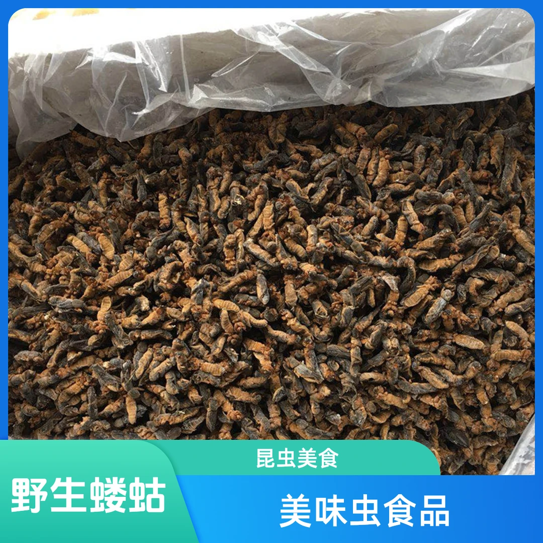 野生蝲蝲蛄油炸蝼蛄美味土狗子拉拉蛄冷冻土地狗特色虫子美食昆虫