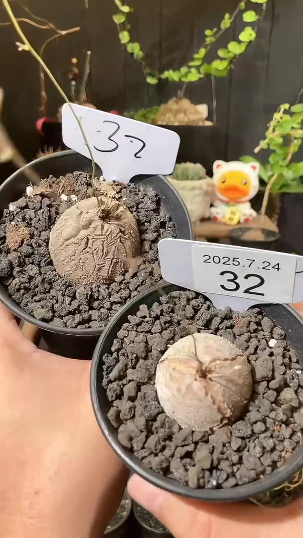 32号724福利南非龟甲龙买1送1个