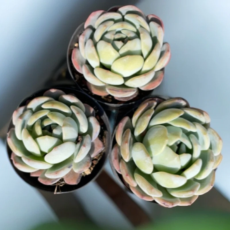 全明星阳台多肉植物一箱包邮