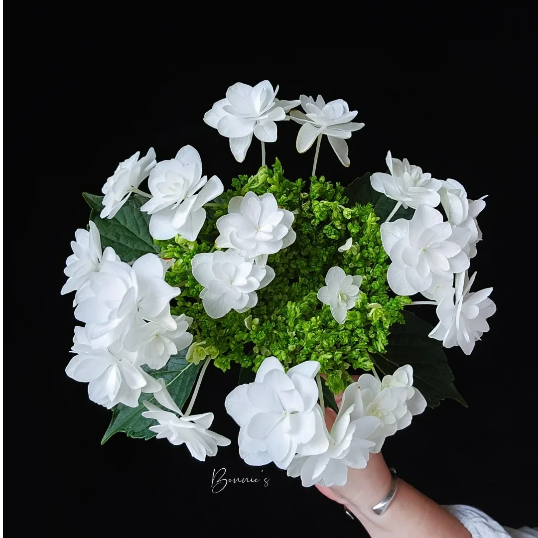 艾乐雪绣球鲜切花云南龙元缤纷育种基地直发顺丰