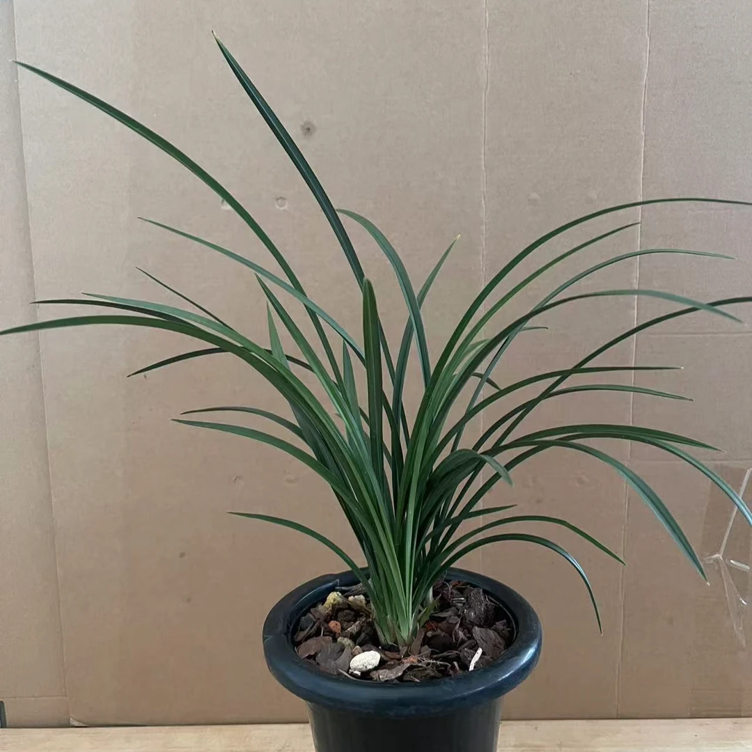 精品兰花惠兰草直播间拍品