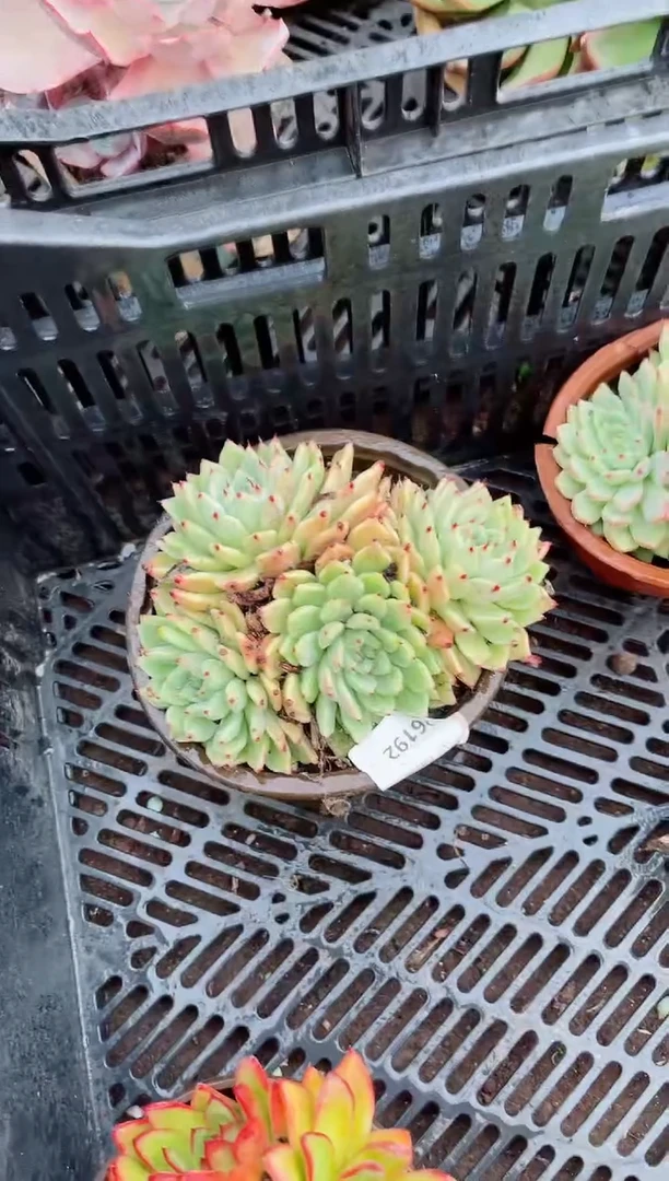 香****）26192多肉植物一物一拍
