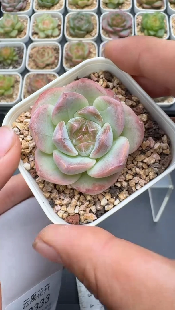 332E云禹多肉植物 带盆土纸巾打包 3颗包邮