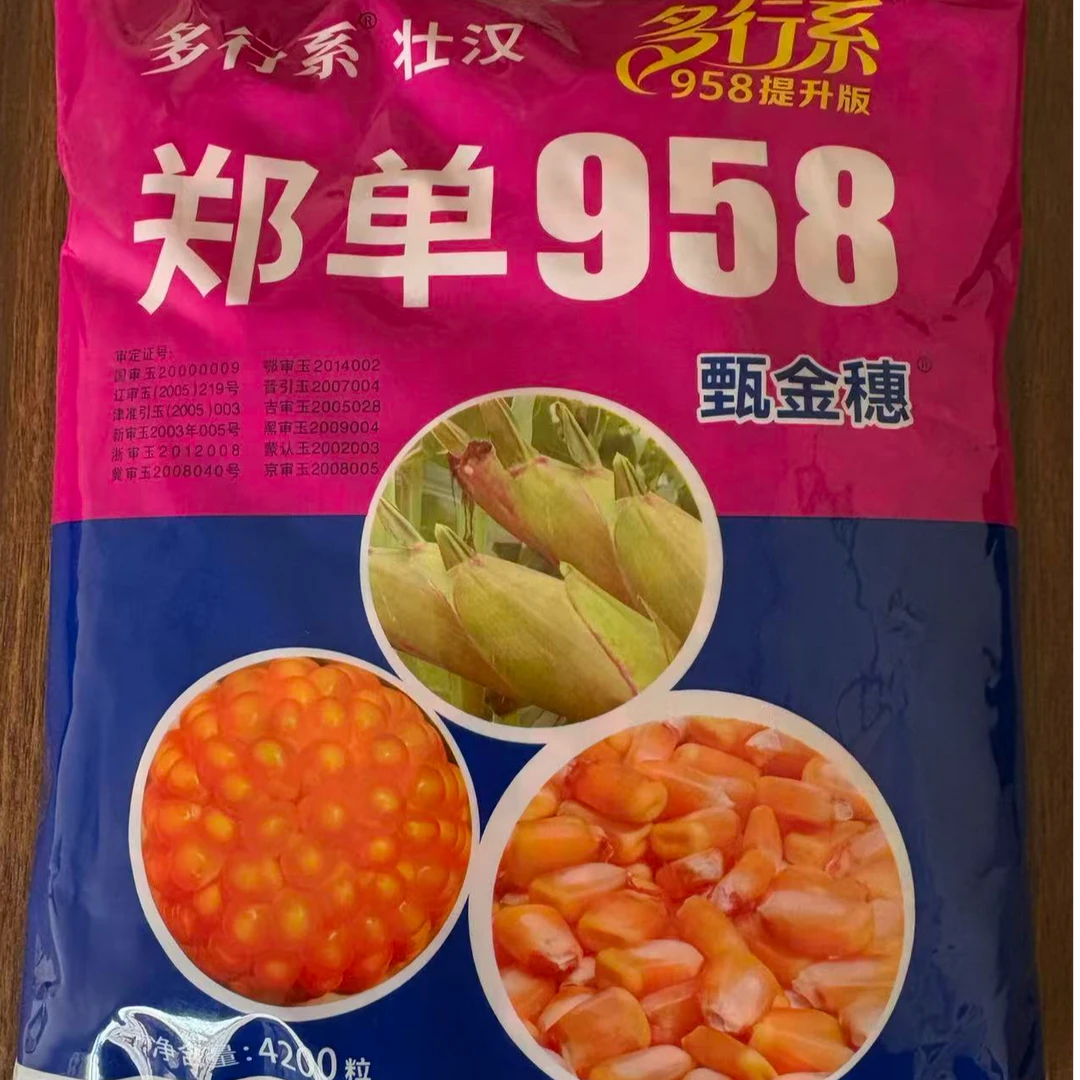双国审郑单958玉米种多行系提升版甄金穗高产矮杆抗倒抗病抗高温